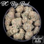 BC Big Bud | Hybrid | 1oz