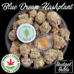 Blue Dream Hashplant | Hybrid | Organic Rosin | 1g | Fresh Squish